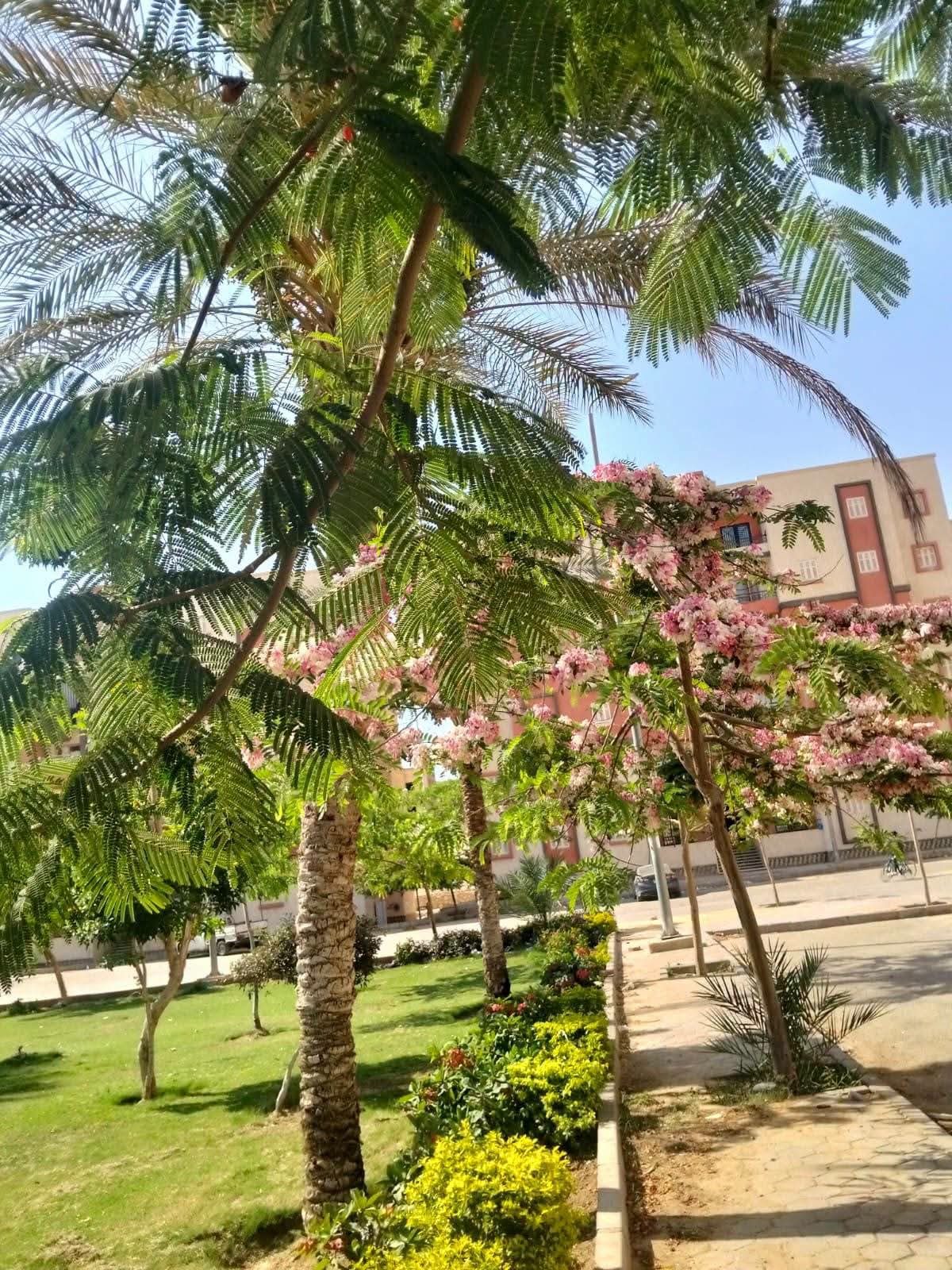 عمليات الزراعة والتشجير