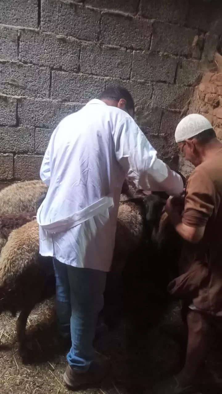 للحد من انتشار الأمراض الوبائية.. تحصين 318 ألفًا و362 رأسًا من الماشية بالغربية
