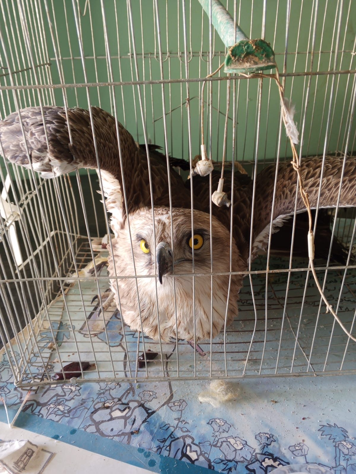 التنمية المحلية: العثور علي طائر (عقاب الثعابين) بالوادي الجديد خلال موسم الهجرة الخريفية