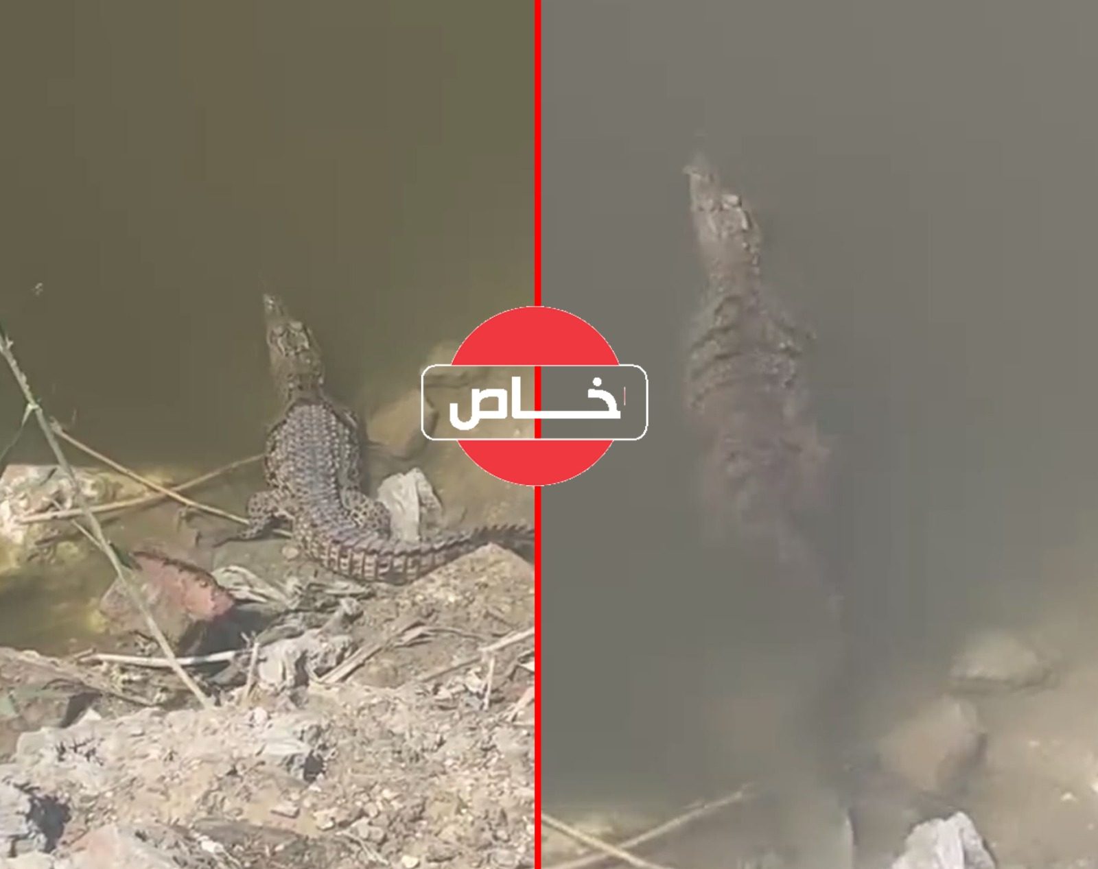 تمساح شبرامنت