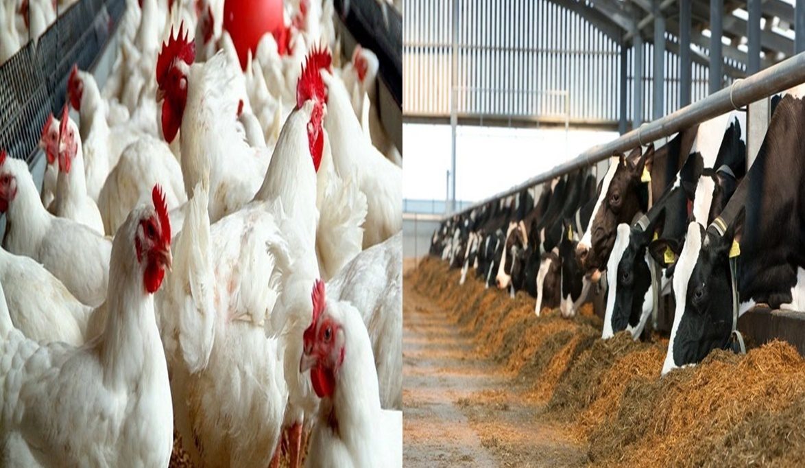 تنمية الثروة الحيوانية والداجنة بوزارة الزراعة