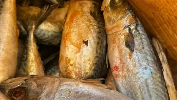 أسماك فاسدة