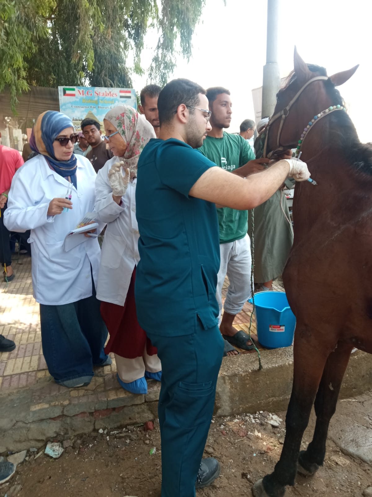 تطعيم وترقيم الخيول بمنطقة الهرم استعدادًا لاستضافة بطولة Longines Global Champions Tour
