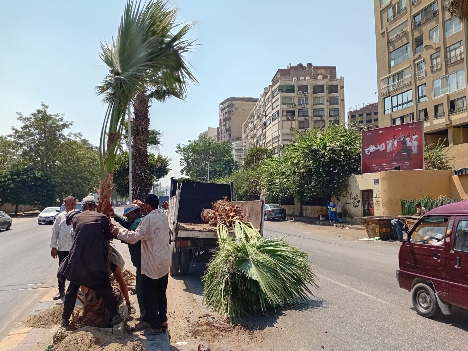 ضمن مبادرة اتحضر للأخضر.. زراعة النخيل بالجزيرة الوسطى بشارع البحر الأعظم وتشجير أحياء الدقي والعجوزة