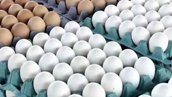 البيض