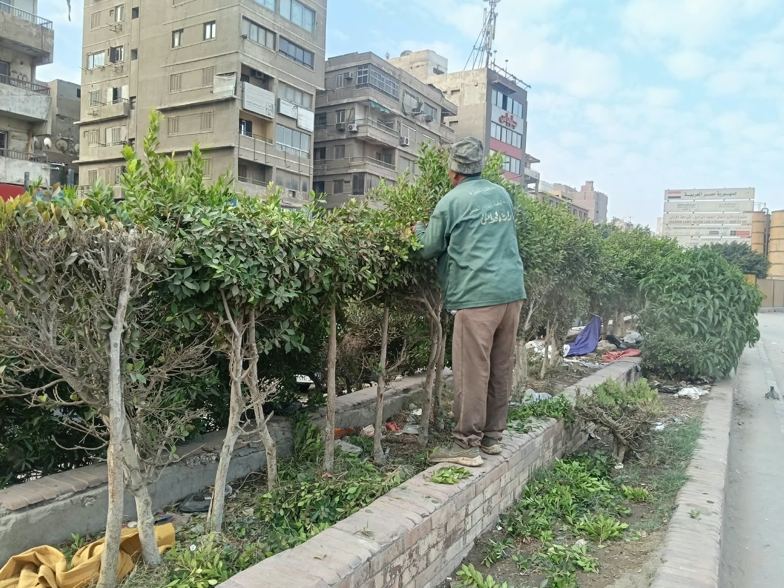 تهذيب أسوار الاشجار بالجزيرة الوسطى بشارع الهرم.. صور