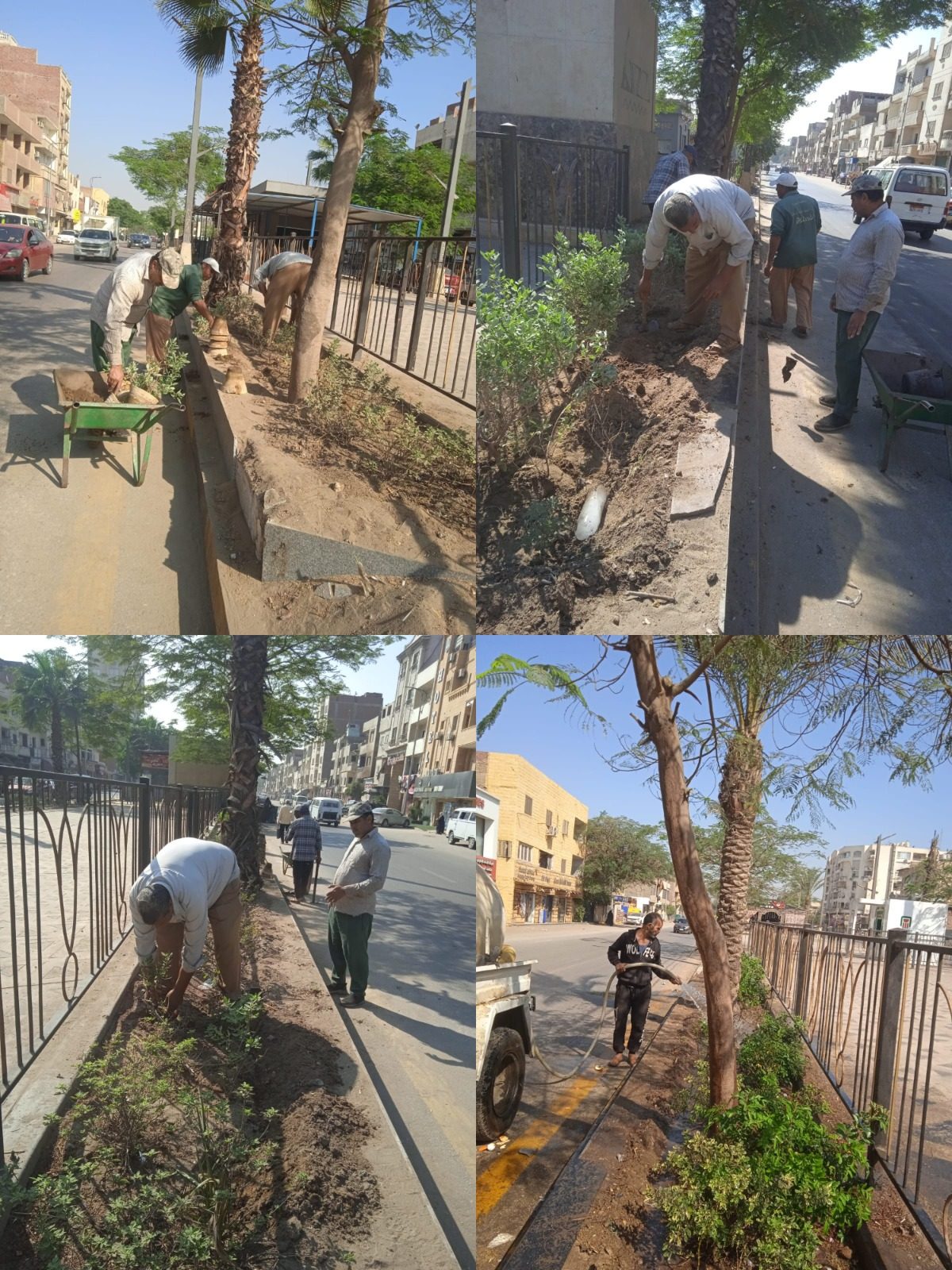 تنفيذ حملة 100مليون شجرة في شوارع ترعة المنصورية وترسا وخاتم المرسلين بالجيزة |صور