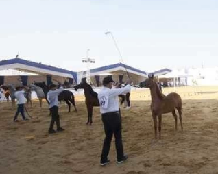 إجراء القرعة العلنية لبطولة أدب الخيل اليوم استعداداً لمهرجان الشرقية للخيول العربية