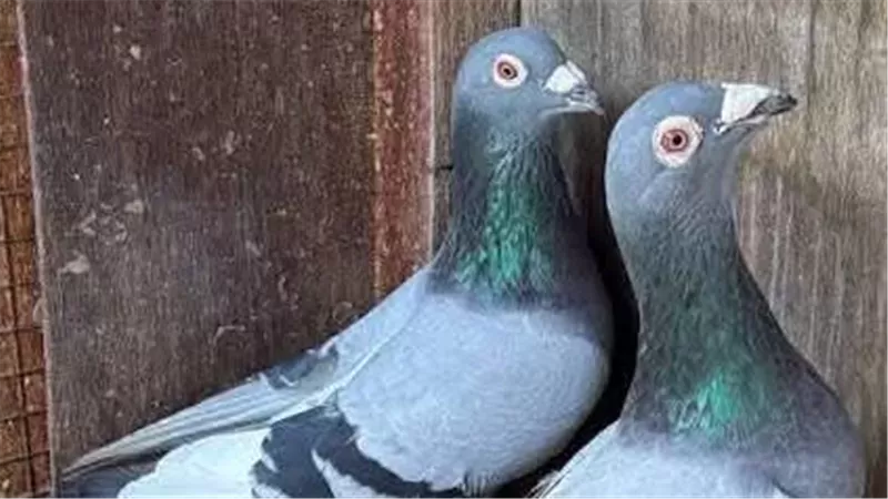 صورة حمام - أرشيفية