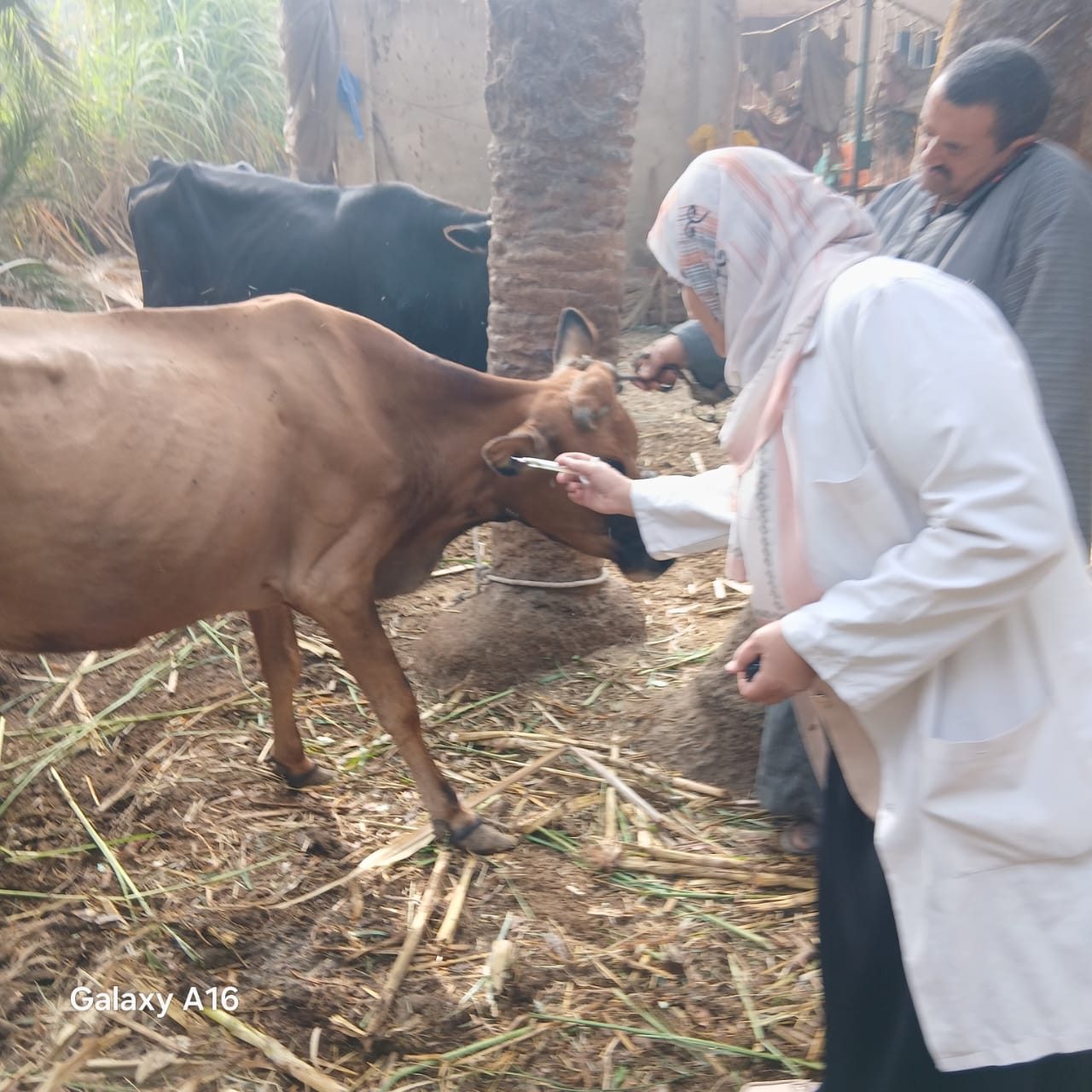 انطلاق الحملة القومية للتحصين ضد الأمراض الوبائية للأبقار والأغنام والماعز بجميع مراكز ومدن وقرى الجيزة